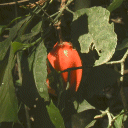Uganda
