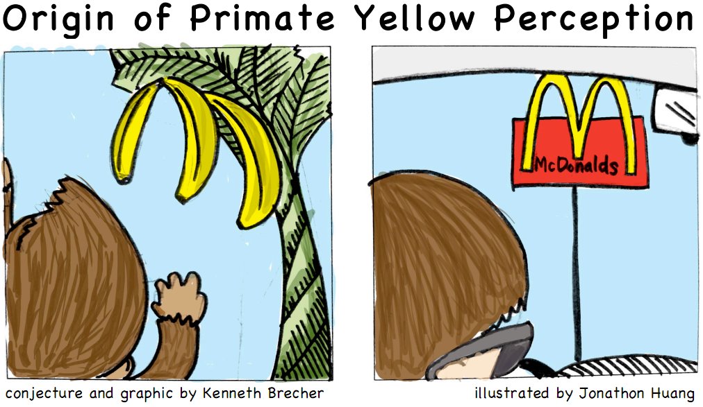 Origins of yellow perception.