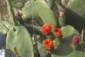 database image