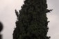 database image